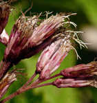 Coastal plain joe pye weed